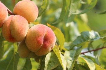Peaches