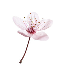 Beautiful plum blossom isolated on white. Spring season