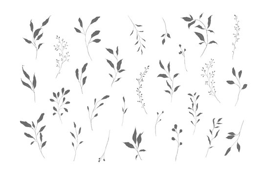 Botanical silhouette leaves hand drawn pencil sketches isolated on white background. Fine art floral elegant delicate graphic clipart for wedding invitation card. Vector illustration