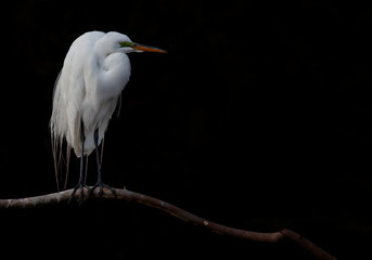 Great Egret (Ardea alba), Florida, USA