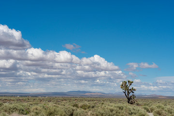 Fototapeta na wymiar Joshua Tree in the desert on a cloudy day
