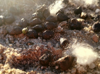 Minuscule sheep manure in an area of ​​high concentration of pollen. Spanish field with natural organic fertilizer. Dung, ordure. Ecological agriculture. Contrast of natural brown colors. Rural scene.