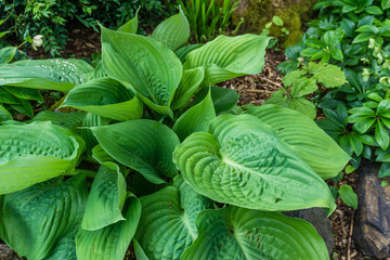 Elegant Hosta Leaves 4