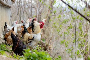 A flock of chickens roam freely in a lush green paddock