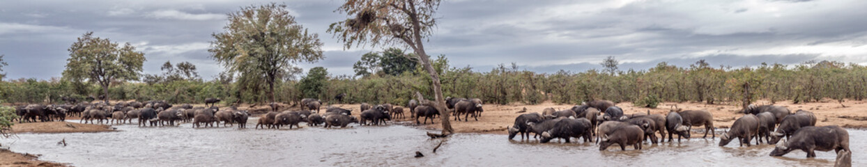 Obraz premium African buffalo herd drinking in lake in Kruger National park, South Africa ; Specie Syncerus caffer family of Bovidae