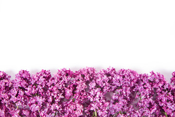 Fototapeta premium Lilac flowers on a white background with text space above