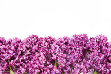 Obraz premium Lilac flowers on a white background with text space above
