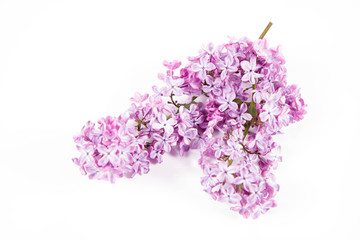 Lilac branch with flowers and leaves on a white background