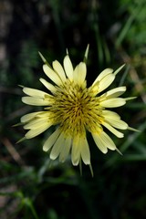 a large yellow flower in the grass