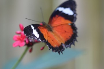 Open wing butterfly