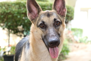 german shepherd dog