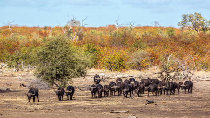 African buffalo herd walking in front view in Kruger National park, South Africa ; Specie Syncerus caffer family of Bovidae