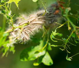Nest oak processionary caterpillar (Thaumetopoea processionea) in an oak tree. Poisonous hairs are dangerous for human