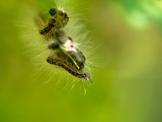 Nest oak processionary caterpillar (Thaumetopoea processionea) in an oak tree. Poisonous hairs are dangerous for human