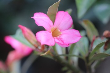 Pink flowers