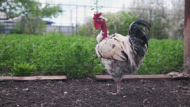 A big, adult cock with a bare neck on the farm stands and looks at the camera.