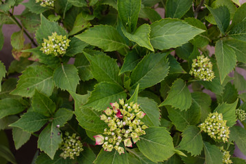 Hortensia floreciendo © Marta