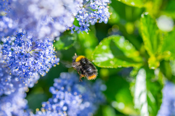 Tree Bumblebee (Bombus hypnorum) in flight whilst gathering pollen