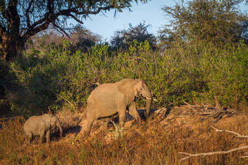 African bush elephants female and baby in twilight in Kruger National park, South Africa ; Specie Loxodonta africana family of Elephantidae