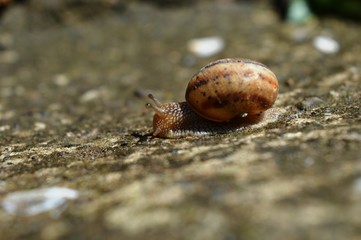 snail after rain on concrete