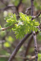 Green Ash Budding Branches Spring