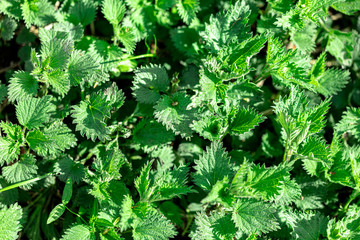 Young shoots of nettle growing in nature