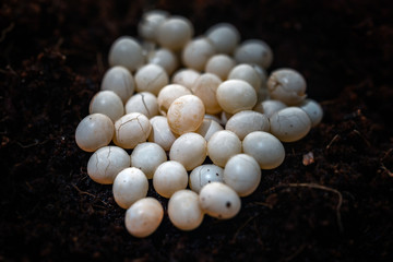 Achatina snail white eggs, which begin to crack and small snails hatch from there. Eggs in coconut...
