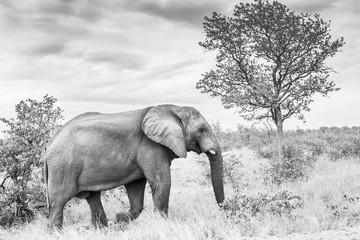 African bush elephant with broken tusk walking in savannah in Kruger National park, South Africa ; Specie Loxodonta africana family of Elephantidae