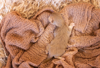 Neugeborenes Katzenaby - BKH Kitten