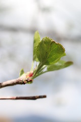 Apple Tree Budding