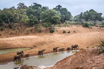 Small group of African bush elephants walking on riverbank in Kruger National park, South Africa ; Specie Loxodonta africana family of Elephantidae