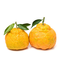 tangerine with leaves