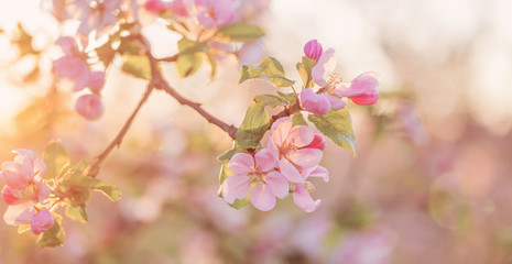 pink and white apple flowers in sunlight outdoor