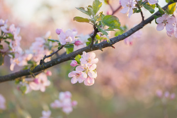 pink and white apple flowers in sunlight outdoor