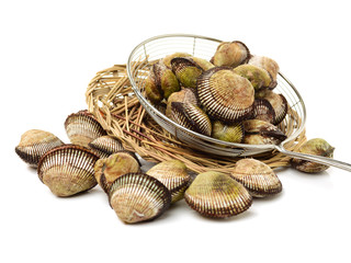 Scapharca subcrenata on white background 