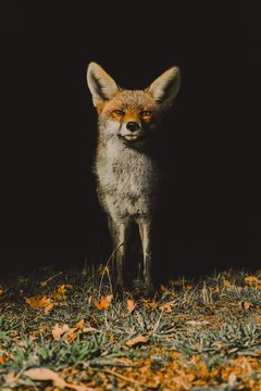 Fox At Night 