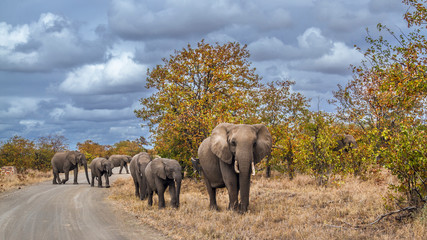 African bush elephants family crossing safari road in Kruger National park, South Africa ; Specie Loxodonta africana family of Elephantidae