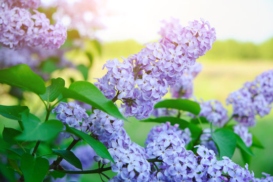 Lilac flowers at sunset in the warm rays of the sun.