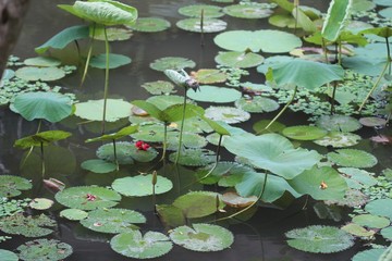 Lily pads