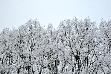 Fototapeta na wymiar schneebedeckte Bäume
