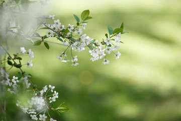 cherry branch with spring flowers