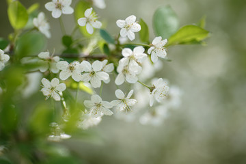 cherry branch with spring flowers