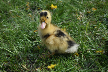 Spotted the duckling on the grass