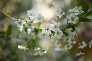 cherry branch with spring flowers