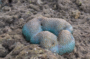 Turquoise blue Pineapple brain coral at low tide