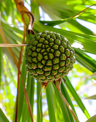 Jack fruit grows on a tree.