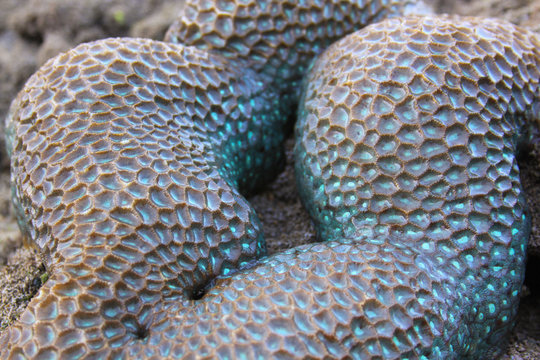 Complex structure pattern of pineapple brain coral