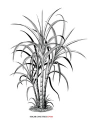 Sugar cane tree botanical illustration vintage engraving style black and white clipart isolated on white background - 350979511