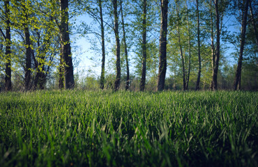 Obraz na płótnie Canvas Spring green meadow with bright juicy, green grass and trees on background.