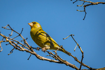 A bright greenfinch on a background of blue sky sits on a branch in the park and looks at the photographer. Urban green and yellow warbler in the nature habitat. Close-up.